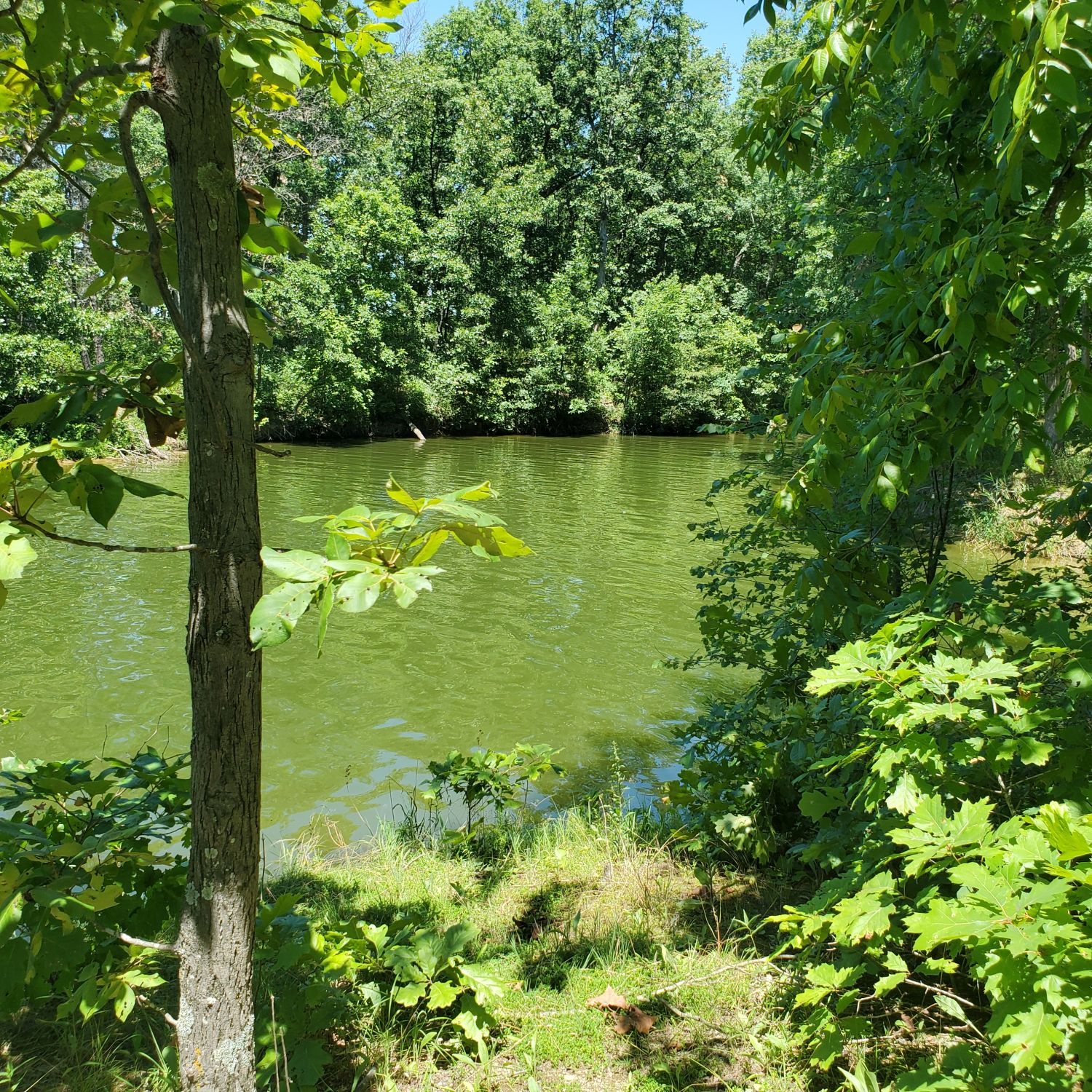 Henry Ellers Shoal Creek Preserve 